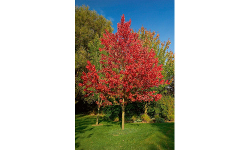 Acer 'Armstrong' (rubrum) - Érable rouge 'Armstrong'